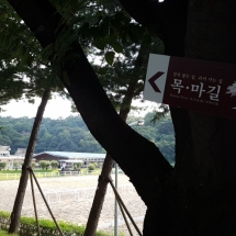 LetsRun Park Seoul Horse Racecourse The Toronto Seoulcialite Sunday Funday Day at the Races